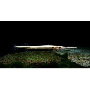 САРГАН РЫБА ИГЛА Пресноводный 10-15см / Xenentodon cancila