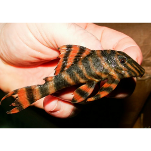 L397 ПАНАК КРАСНАЯ ЗЕБРА - Panaqolus sp.