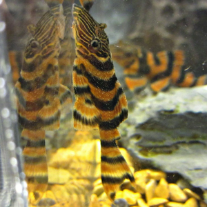 L397 ПАНАК КРАСНАЯ ЗЕБРА - Panaqolus sp.