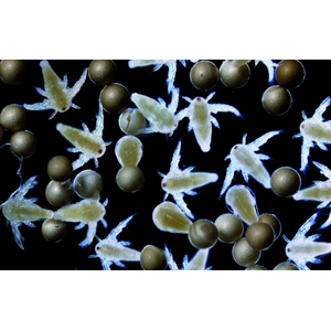 АРТЕМИЯ НАУПЛИИ 50г замороженные для кормления малька