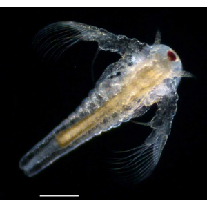 АРТЕМИЯ НАУПЛИИ 50г замороженные для кормления малька