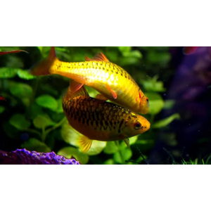 Барбус Шуберта (лат. Barbus semifasciolatus var. schuberti) — небольшая аквариумная рыбка из семейства карповых, искусственная форма зелёного барбуса, полученная селекционным путём американским аквариумистом Томасом Шубертом.