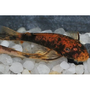 АНЦИСТРУС ТРИКОЛОР LDA-016 3см - Ancistrus dolichopterus var tricolor