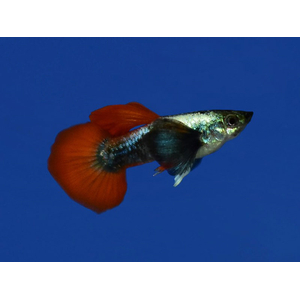 ГУППИ ДАМБО РЕД ТЕЙЛ - Dumbo red tail Guppy