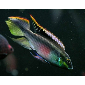 Пельвикахромис пульхер (Pelvicachromis pulcher) — пресноводная лучепёрая рыба из семейства Цихловые. Второе популярное название — цихлида-попугайчик. Рыбки получили такое прозвище за пёструю окраску, напоминающую оперение этих ярких птиц, и необычную форму мордочки, немного изогнутую вниз наподобие клюва.