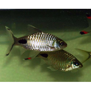 Puntius filamentosus — название барбуса филаментозы (оливкового клоуна, нитчатого барбуса). Принадлежит к семейству Cyprinidae.