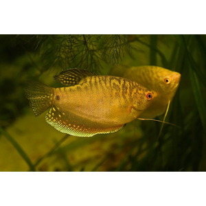 Золотой гурами — лабиринтовая рыбка, выведенная селекционерами в 1970 году. Это цветовая вариация гурами пятнистого.