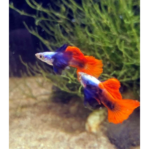 ГУППИ ДАМБО РЕД ТЕЙЛ - Dumbo red tail Guppy