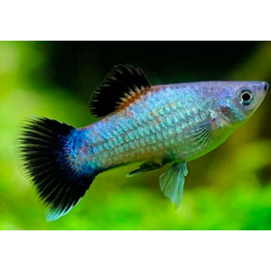 Пецилия голубая неоновая (Blue Platy Fish) — селекционная форма обыкновенной пецилии (Xiphophorus maculatus). Также известна как пецилия «Голубой неон» и пецилия «Голубая луна».