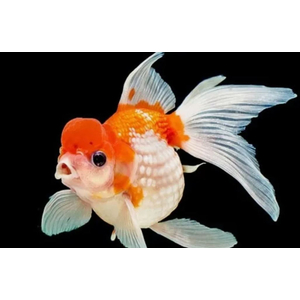«Жемчужинка с короной» (Crown Pearlscale Goldfish) — разновидность золотой рыбки, выведенная заводчиком Шигео Ватанабе в 1978 году в Японии.