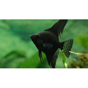 Скалярия чёрная (Pterophyllum black) — селекционная форма обыкновенной скалярии (Pterophyllum scalare). Характеризуется насыщенной чёрной окраской тела. Ещё называют «чёрной скалярией Людвига» по фамилии создателей породы — Джулии и Фреда Людвигов.