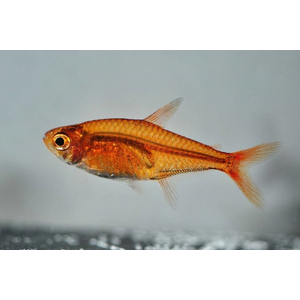 Тетра Аманды (Hyphessobrycon amandae) — пресноводная тропическая рыбка из семейства Харациновые. В продаже встречается под именами карликовая красная тетра или тетра-уголёк.