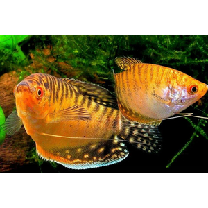 Золотой гурами — лабиринтовая рыбка, выведенная селекционерами в 1970 году. Это цветовая вариация гурами пятнистого.