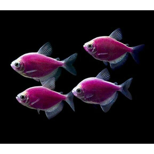 ТЕРНЕЦИЯ ГЛО-ЕЖЕВИЧНАЯ