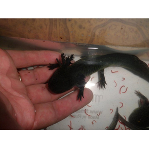 Чёрный бархатный аксолотль (melanistic axolotl) — меланистическая морфа аксолотля, возникающая в результате избытка тёмного пигмента меланина. Это не дикая форма, а результат селекции в неволе, направленной на создание максимально насыщенного чёрного окраса.Чёрный бархатный аксолотль (melanistic axolotl) — меланистическая морфа аксолотля, возникающая в результате избытка тёмного пигмента меланина. Это не дикая форма, а результат селекции в неволе, направленной на создание максимально насыщенного чёрного окраса.