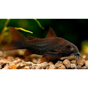 КОРИДОРАС БЛЭК ВЕНЕСУЭЛА 4см- Corydoras venezuelanus