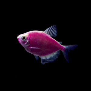 ТЕРНЕЦИЯ ГЛО-МАЛИНОВАЯ