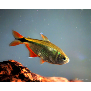 Тетра Плотвичка (Тетрагоноптерус, Тетра ромбовидная) (Hyphessobrycon anisitsi) — пресноводная лучеперая рыбка из семейства Харациновые.