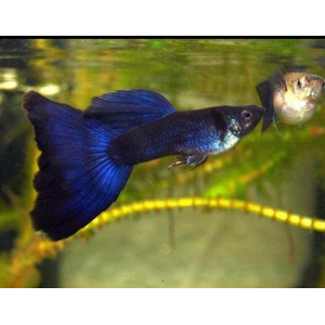 ГУППИ ЧЕРНЫЙ СМОКИНГ СИНИЙ ОТЛИВ