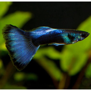 ГУППИ ЧЕРНЫЙ СМОКИНГ СИНИЙ ОТЛИВ