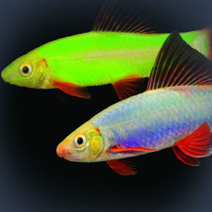 ЛАБЕО ГЛО МЯТНЫЙ