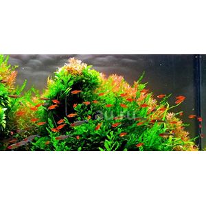 Тетра Аманды (Hyphessobrycon amandae) — пресноводная тропическая рыбка из семейства Харациновые. В продаже встречается под именами карликовая красная тетра или тетра-уголёк.