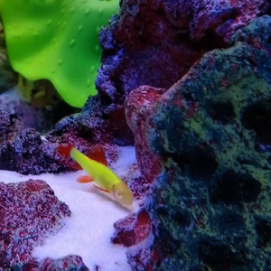 ЛАБЕО ГЛО МЯТНЫЙ