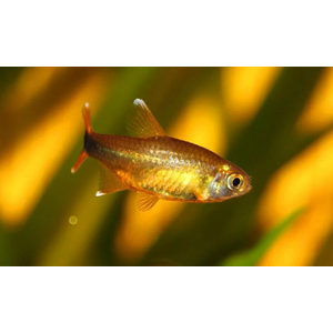 Тетра медная (лат. Hasemania nana) — пресноводная лучепёрая рыбка из семейства Харациновые. Названа в честь американского ихтиолога и аквариумиста Джона Хасмана.