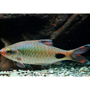 Puntius filamentosus — название барбуса филаментозы (оливкового клоуна, нитчатого барбуса). Принадлежит к семейству Cyprinidae.