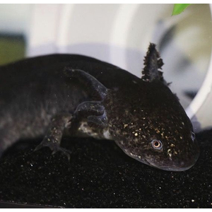 Чёрный бархатный аксолотль (melanistic axolotl) — меланистическая морфа аксолотля, возникающая в результате избытка тёмного пигмента меланина. Это не дикая форма, а результат селекции в неволе, направленной на создание максимально насыщенного чёрного окраса.