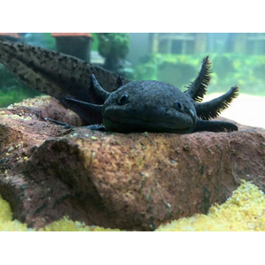 Чёрный бархатный аксолотль (melanistic axolotl) — меланистическая морфа аксолотля, возникающая в результате избытка тёмного пигмента меланина. Это не дикая форма, а результат селекции в неволе, направленной на создание максимально насыщенного чёрного окраса.
