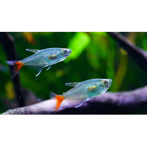 Тетра стеклянная (Prionobrama filigera) — пресноводная лучеперая рыбка из семейства Харациновые.