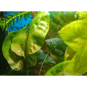 Мраморный гурами (научное наименование — Trichopodus trichopterus) — искусственно выведенная разновидность пятнистого гурами. Выведен в 70-х годах XX века американским селекционером Косби.
Ареал: мраморный гурами не встречается в природных водоёмах, но его близкие родственники обитают в Азии, Индонезии, Таиланде, Суматре.