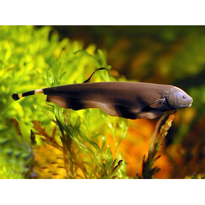 Apteronotus albifrons — научное название чёрной рыбы-ножа (чёрной ножетелки, чёрного призрака). Принадлежит семейству Аптеронотовые.