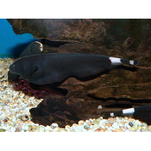 Apteronotus albifrons — научное название чёрной рыбы-ножа (чёрной ножетелки, чёрного призрака). Принадлежит семейству Аптеронотовые.