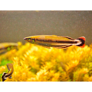 Бедоция мадагаскарская (Bedotia madagascariensis) — пресноводная лучепёрая рыбка из семейства Бедотиевые, эндемик острова Мадагаскар. Также встречается под названием мадагаскарская радужница.