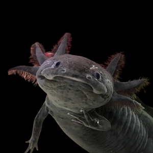 Чёрный бархатный аксолотль (melanistic axolotl) — меланистическая морфа аксолотля, возникающая в результате избытка тёмного пигмента меланина. Это не дикая форма, а результат селекции в неволе, направленной на создание максимально насыщенного чёрного окраса.