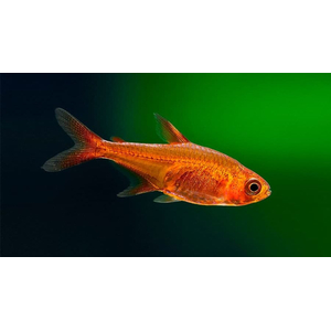 Тетра Аманды (Hyphessobrycon amandae) — пресноводная тропическая рыбка из семейства Харациновые. В продаже встречается под именами карликовая красная тетра или тетра-уголёк.