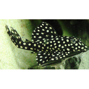 Гипанциструс «Инспектор» L201 (Hypancistrus sp. L201) — пресноводная лучепёрая рыбка из семейства Лорикариевые (Кольчужные сомы).