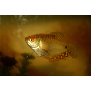 Золотой гурами — лабиринтовая рыбка, выведенная селекционерами в 1970 году. Это цветовая вариация гурами пятнистого.