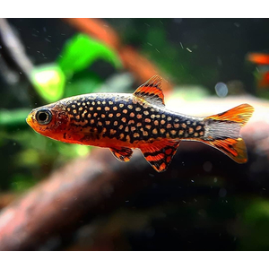 Микрорасбора галактика (Danio margaritatus) — миниатюрная аквариумная рыбка из семейства Карповых. Другие названия: маргаритата, звёздная расбора, данио маргаритатус, данио галактика.