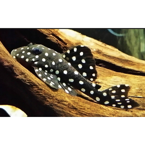 Гипанциструс «Инспектор» L201 (Hypancistrus sp. L201) — пресноводная лучепёрая рыбка из семейства Лорикариевые (Кольчужные сомы).