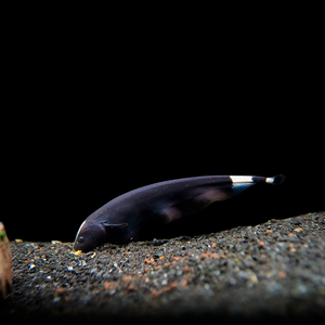 Apteronotus albifrons — научное название чёрной рыбы-ножа (чёрной ножетелки, чёрного призрака). Принадлежит семейству Аптеронотовые.