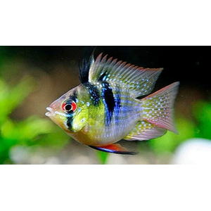 РАМИРЕЗИ БАЛЛОН — селекционная форма карликовой цихлиды апистограммы Рамирези (Mikrogeophagus ramirezi).