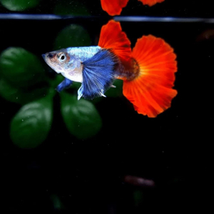 ГУППИ ДАМБО РЕД ТЕЙЛ - Dumbo red tail Guppy