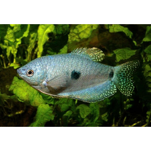 Голубой гурами (Trichogaster trichopterus sumatranus) — аквариумная рыбка семейства лабиринтовые. Отличительная особенность — видоизменённые грудные плавники, которые по форме похожи на нитевые усики и служат органами осязания.