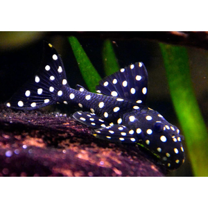 Гипанциструс «Инспектор» L201 (Hypancistrus sp. L201) — пресноводная лучепёрая рыбка из семейства Лорикариевые (Кольчужные сомы).