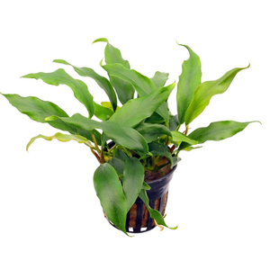 Растение на лаве АНУБИАС МИНИМА