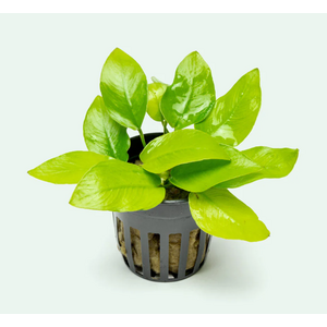 Растение на лаве АНУБИАС НАНА ЗОЛОТОЙ