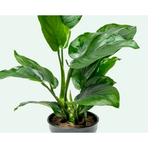 АНУБИАС БАРТЕРИ ШИРОКИЙ ЛИСТ 18-20см - Anubias barteri broad leaf